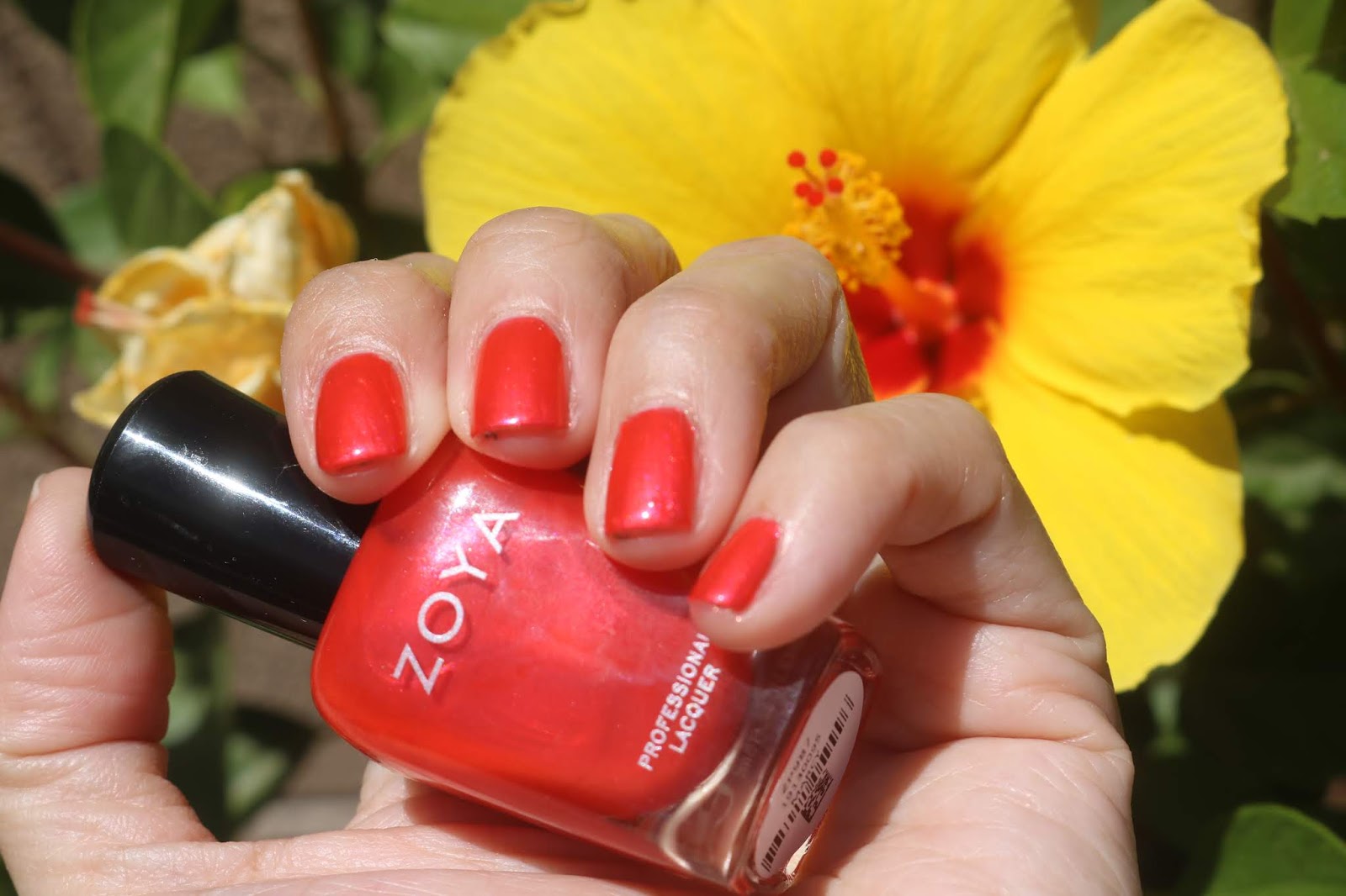 Zoya Marcy