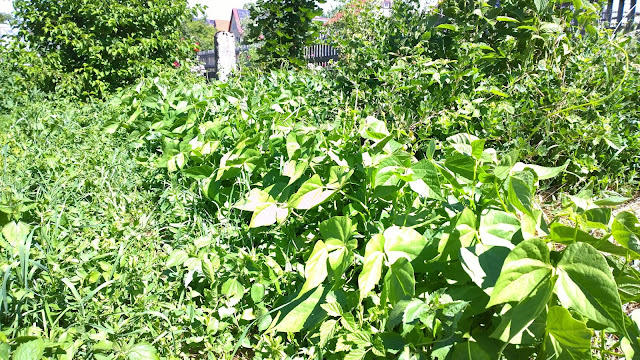 Die Buschbohnen wachsen kräftig durch das Unkraut im Weihergarten (c) by Joachim Wenk Die Buschbohnen wachsen kräftig durch das Unkraut im Weihergarten (c) by Joachim Wenk