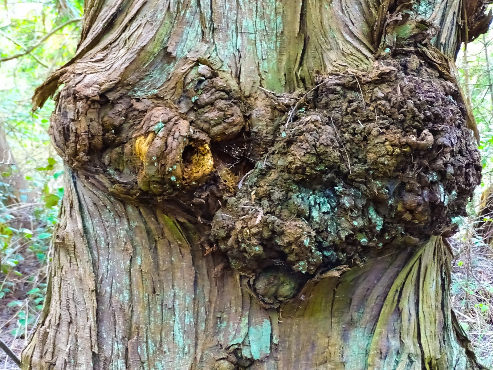 Walking Arizona: A Burl Walking Arizona: A Burl