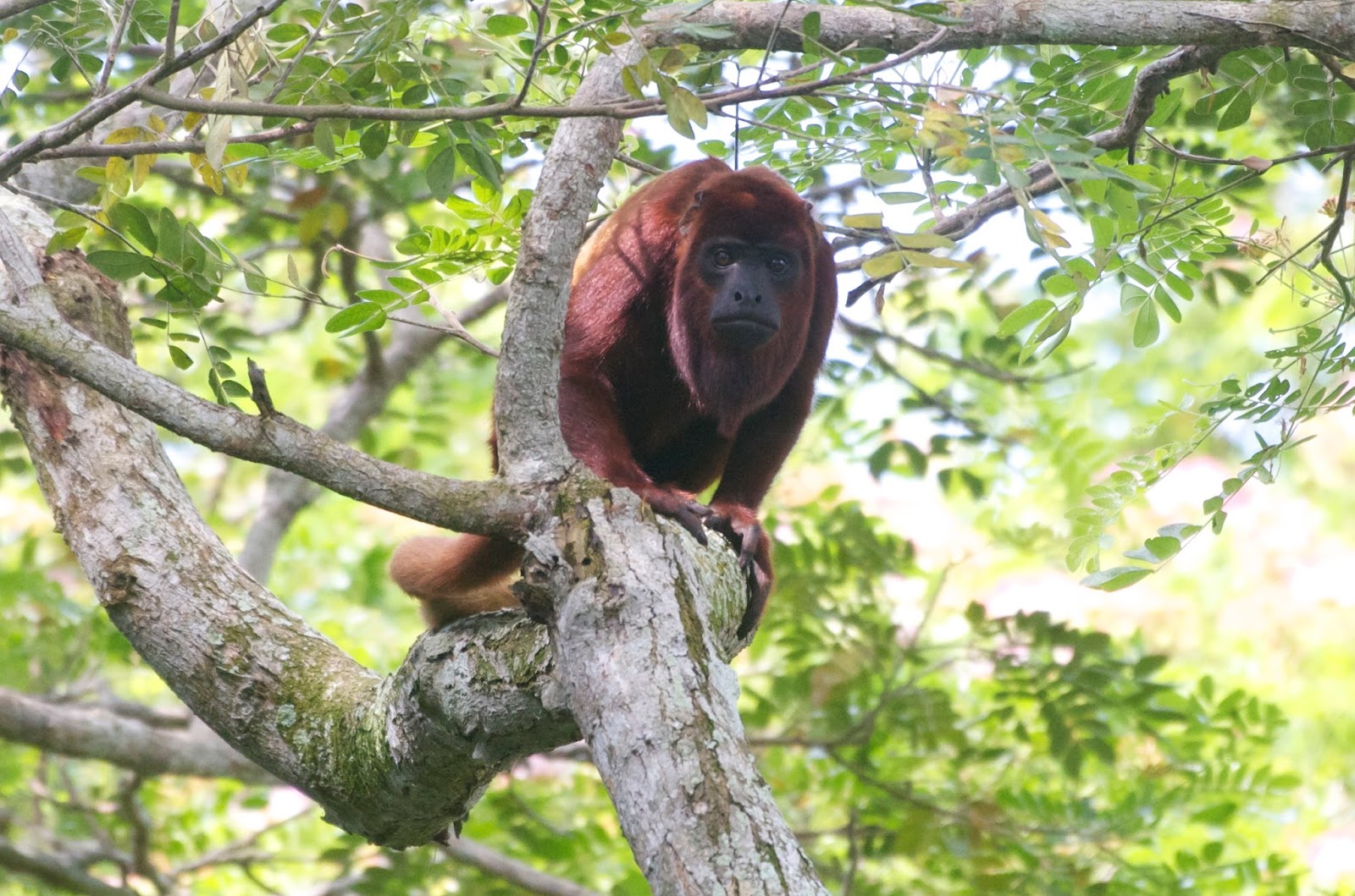 Jan Axel's Blog: Cartagena: Wildlife and Nature1600 x 1059