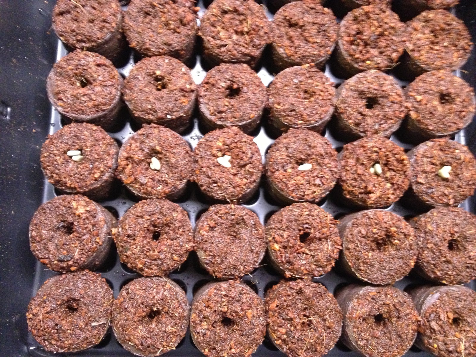 Life of a working mom 15 Weeks Before My Last Frost Plant Chive