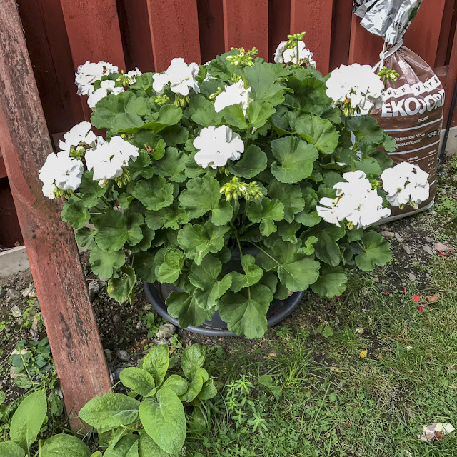 vit pelargon vitpelargon