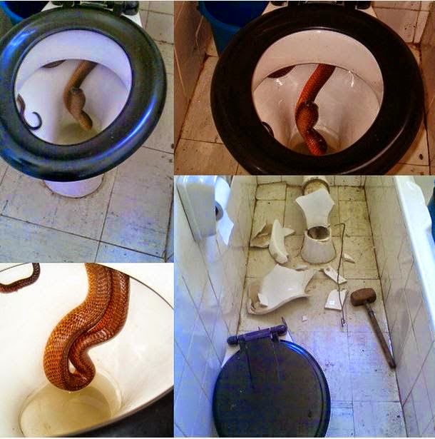 SHOCKING...Nyayo Estate Resident (KENYA) Left Trembling After He Finds A Python Coiled In His Toilet (Photos)