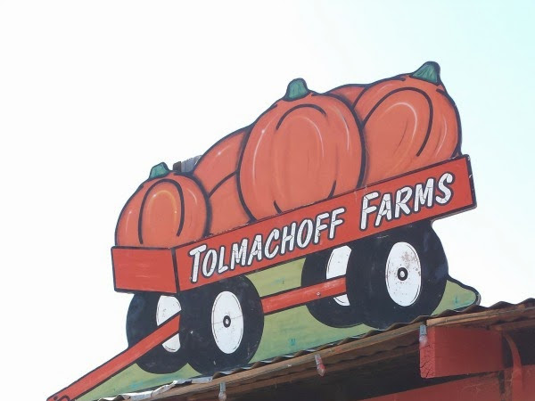 Corn Maze & Pumpkin Patch at Tolmachoff Farms!
