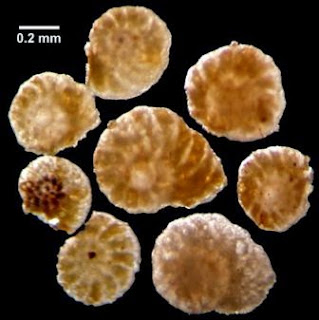 contoh gambar fosil foraminifera pada ilmu mikropaleontologi