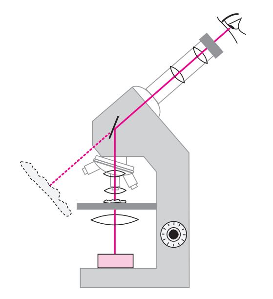  Technique du microscope optique