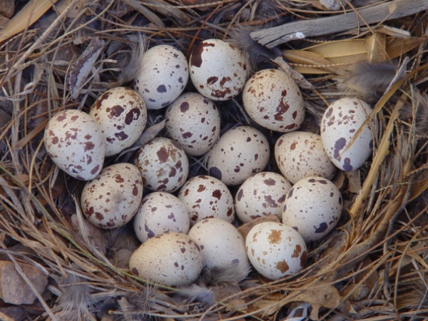 Telur burung puyuh alami Khasiat dan manfaat telur burung puyuh