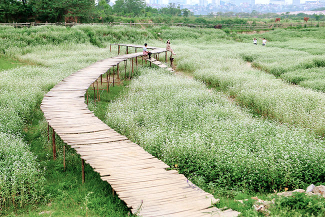 Vườn hoa tam giác mạch nở trái mùa ở ngoại ô Hà Nội đẹp mê hồn