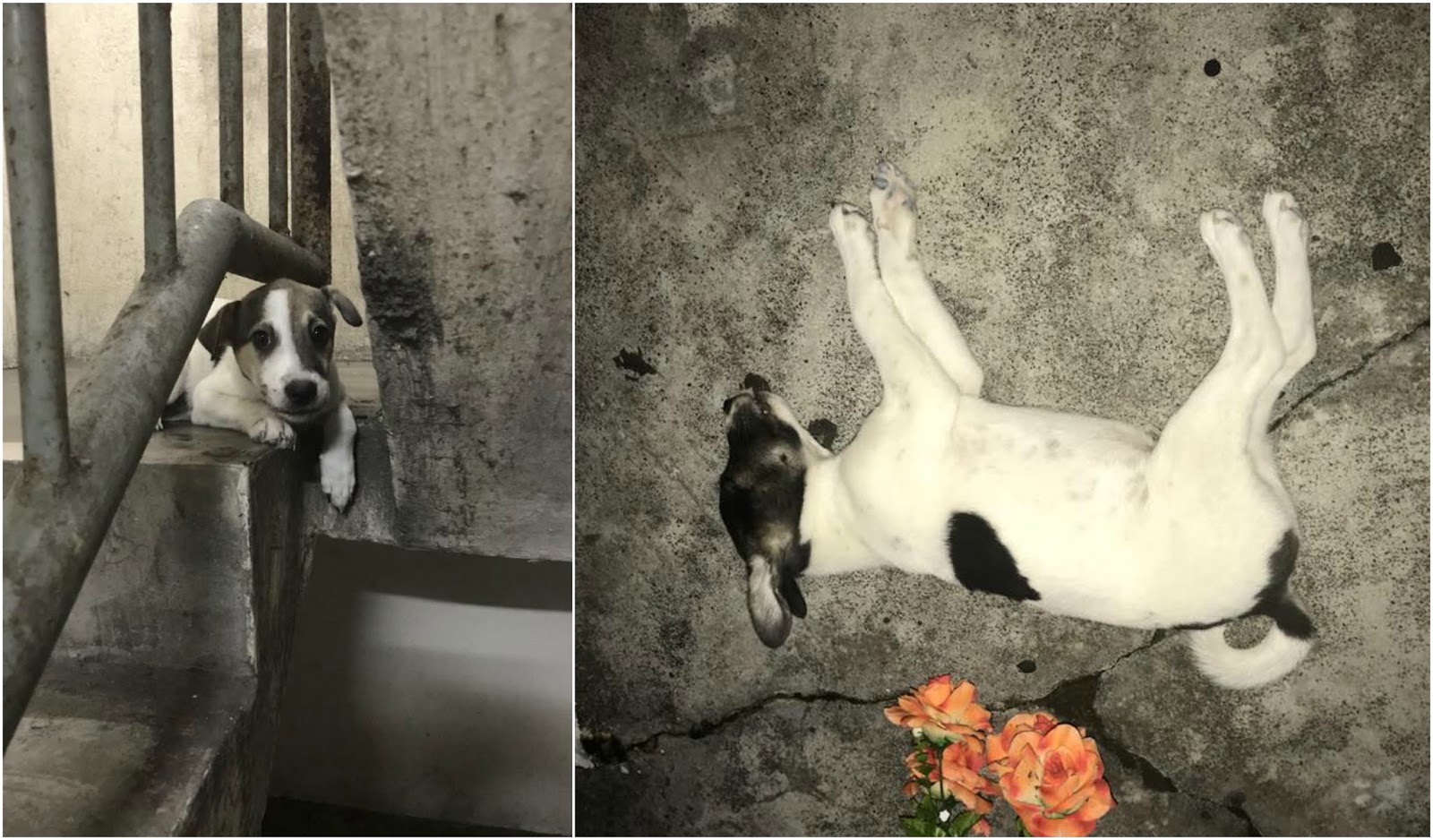 Tak Berhati Perut Berperangai Iblis 2 Ekor Anjing Dicampak Dari