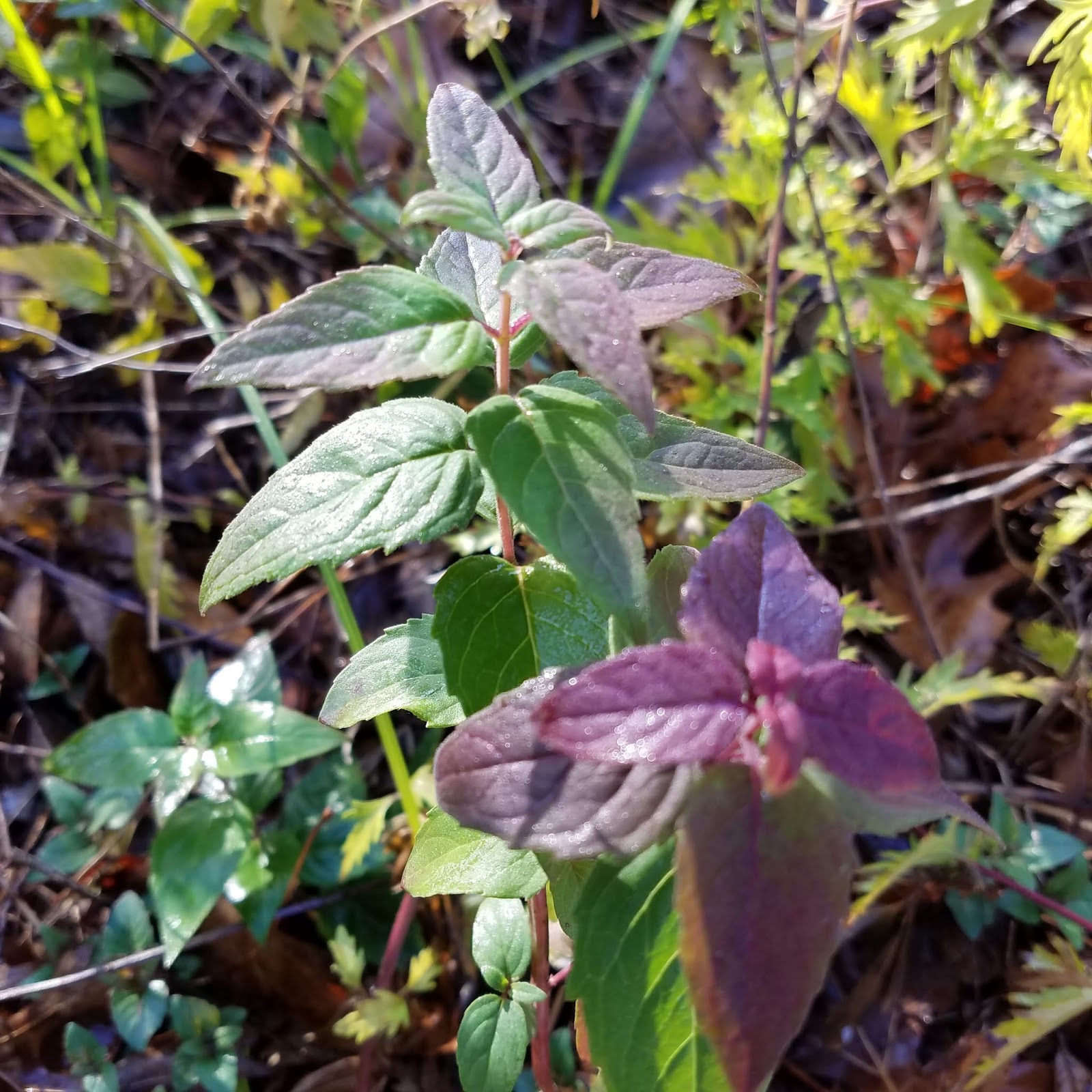 Purple Plant Leaves