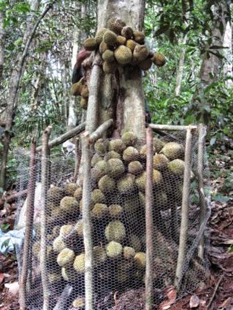 Durian Kura Kura - Gambar 8
