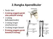 Rangka Apendikular pada Tubuh Manusia - berbagaireviews.com