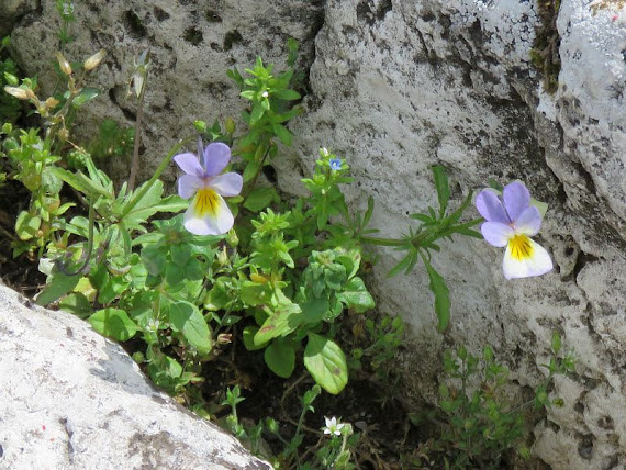 Fiołek trójbarwny (Viola tricolor) fiolek