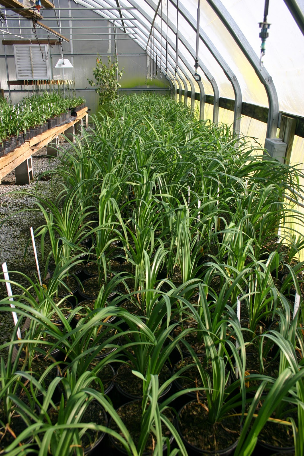 Lee's Daylily Potpourri January 25 . . . Growth of greenhouse plants