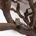 Man Created An Incredible Indoor Fake Tree For His Majestic Cat
