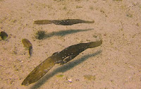 the genuine article robust ghost pipe fish, malapascua scuba diving, philippines scuba diving