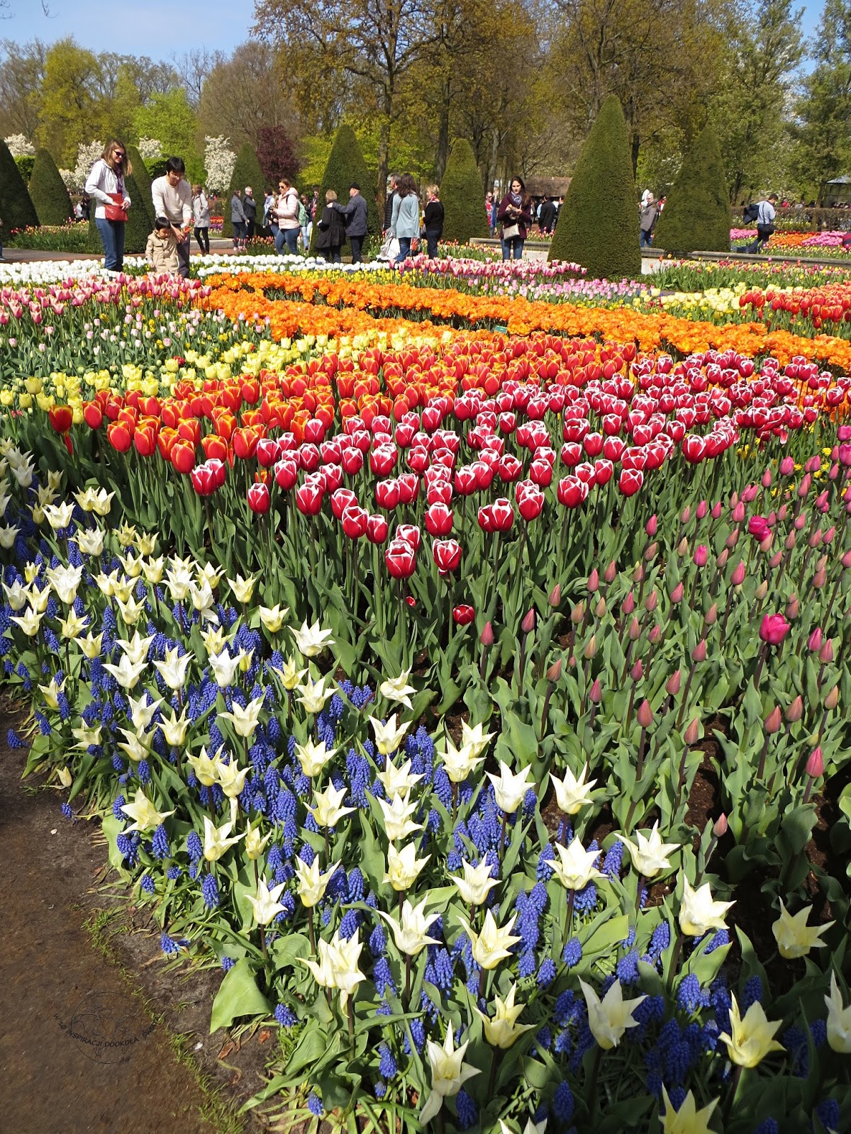 Ogród Keukenhof w Lisse, Holandia