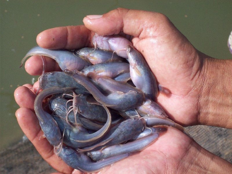 Cara Ternak Bibit Lele Pakank alami bibit Lele agar