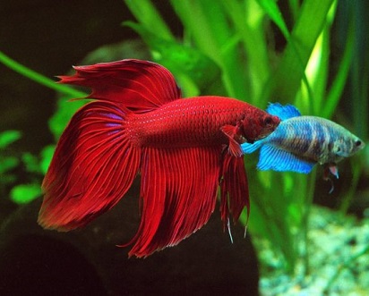 Ini Dia Beberapa Ikan Hias Aquarium Tanpa Oksigen Cantik Dan