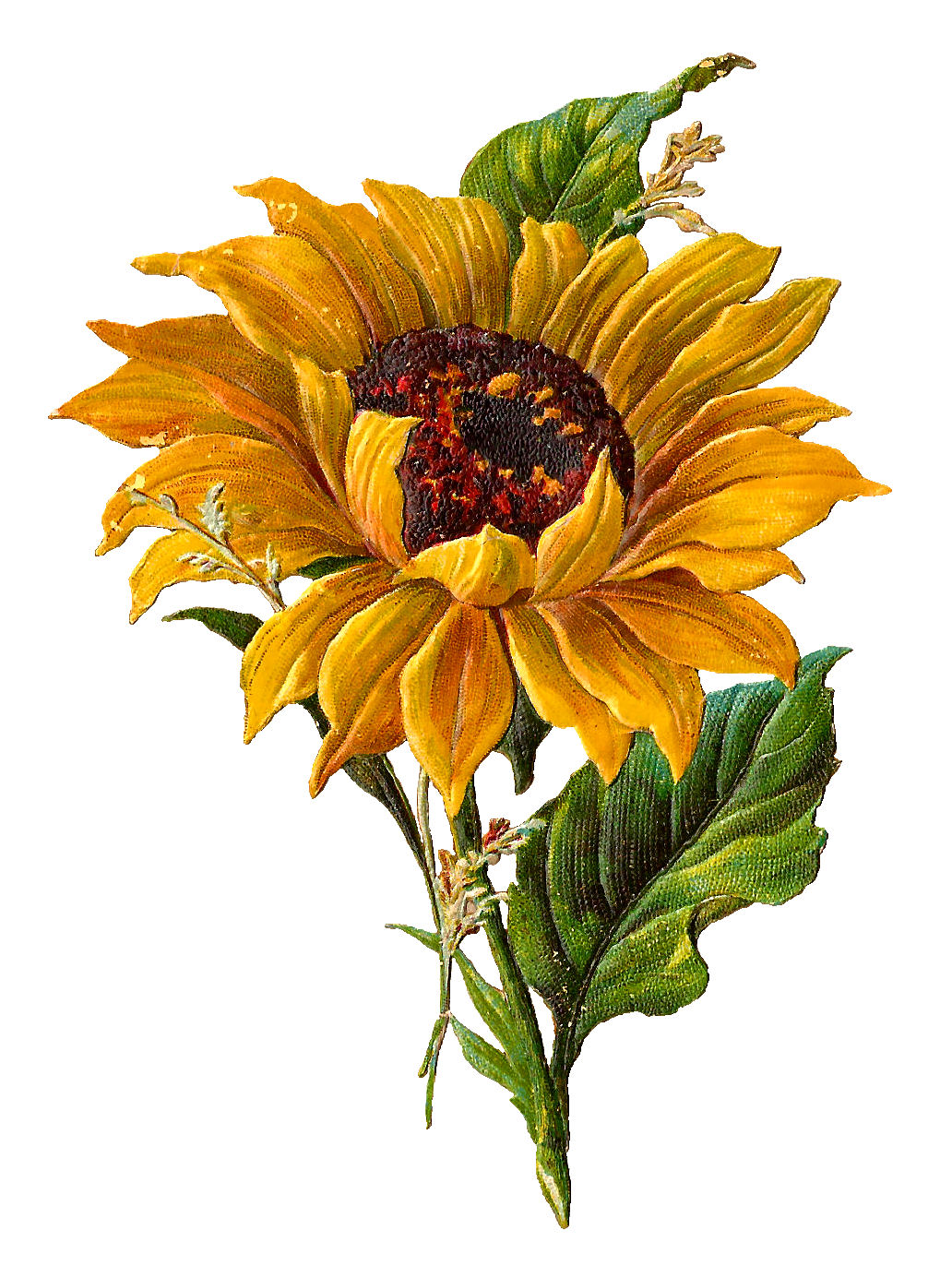 sunflower flower clipart digital artwork sun van gogh clip sunflowers illustration antique drawing botanical watercolor flowers vintage pretty painting paintings