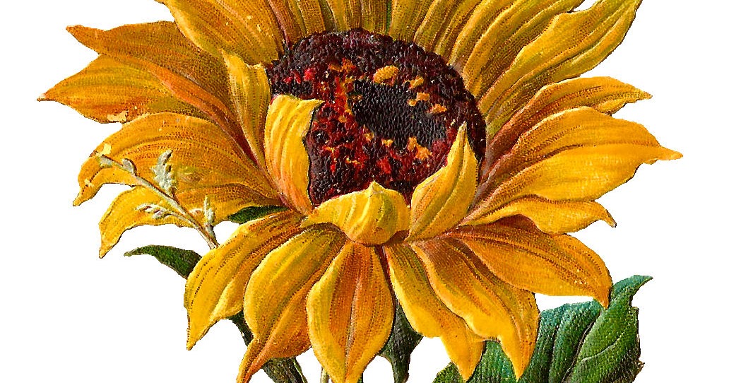 Antique Images: Digital Stock Sunflower Artwork Flower Clip Art Download