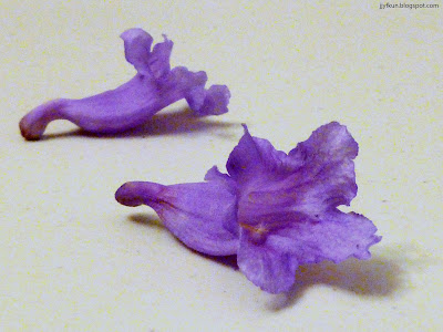 [最も選択された] 紫 花 5月 156852-紫 花 5月