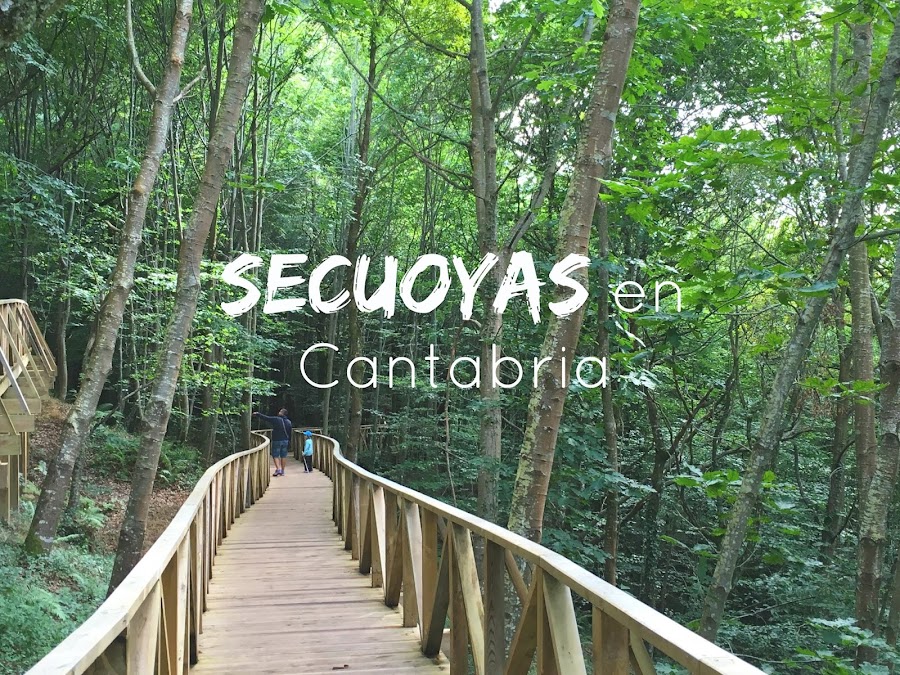 http://www.mediasytintas.com/2016/09/secuoyas-en-cantabria.html