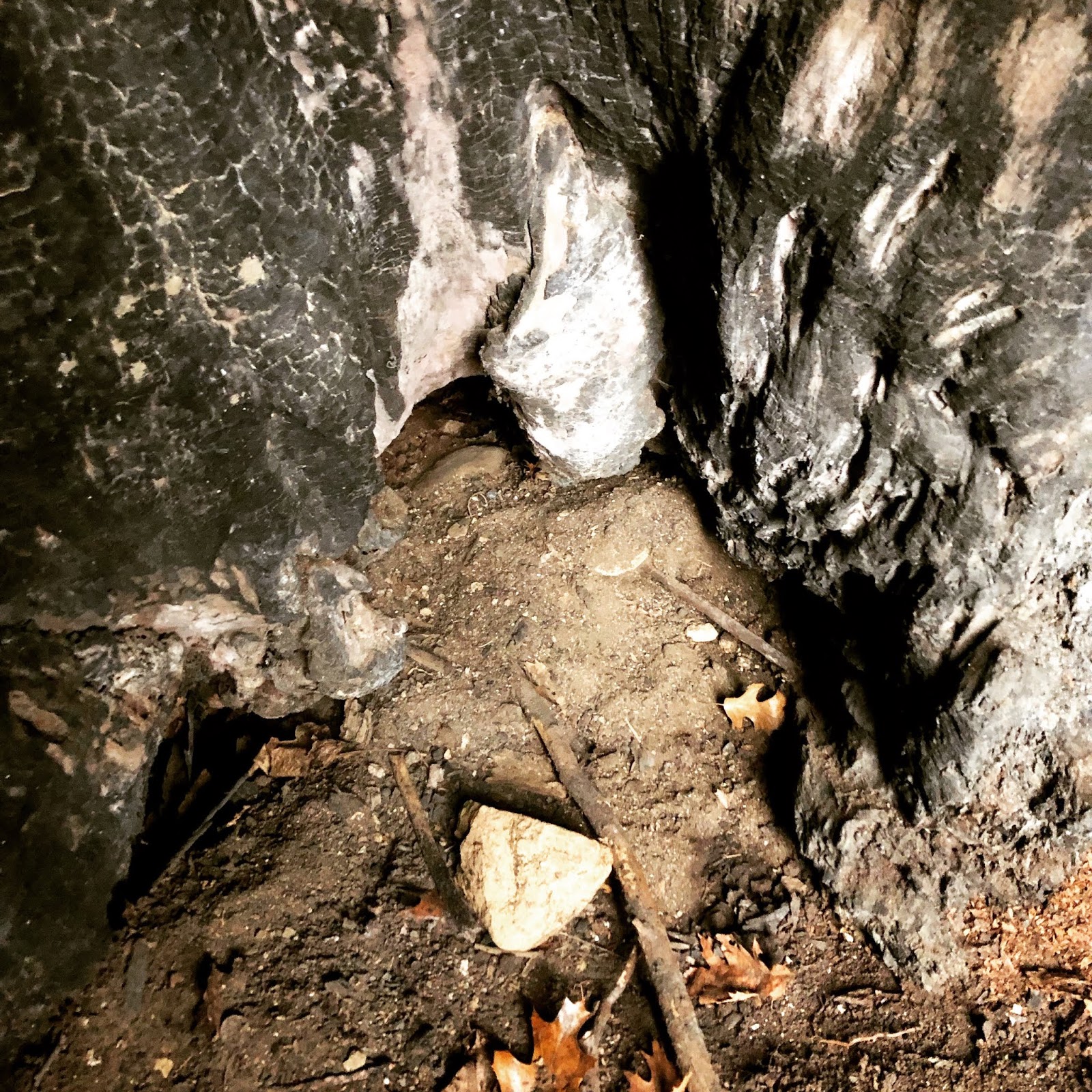 SMELL The Alley Pond Giant, the oldest living organism in New York