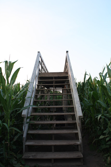 One of the bridges at Richardson Corn Maze that allows you to see the expanse of the maze.