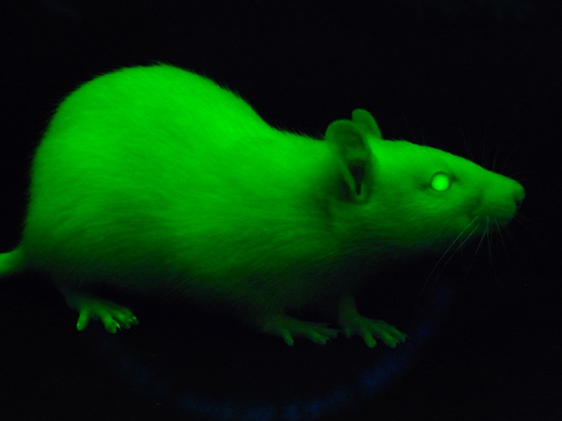 green rat and boa