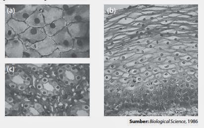 Penjelasan Tentang Jaringan Epitel | Biologi Indonesia