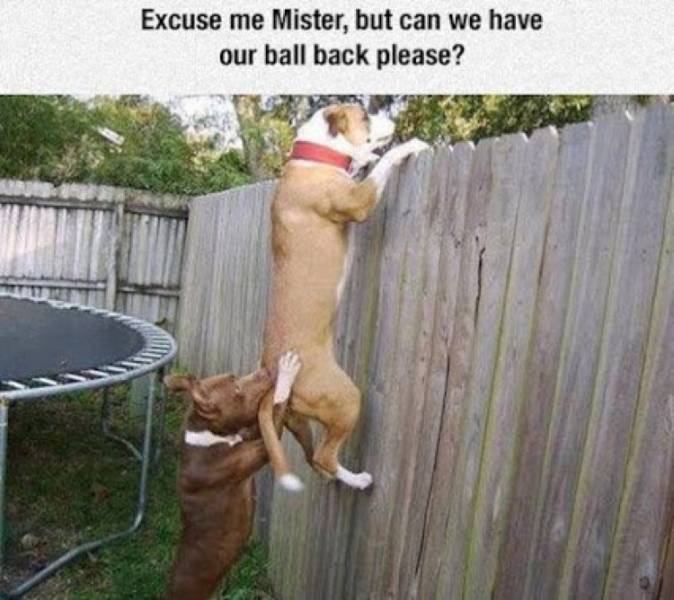 funny_picdump_3024_640_14.jpg