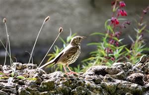 Song Thrush