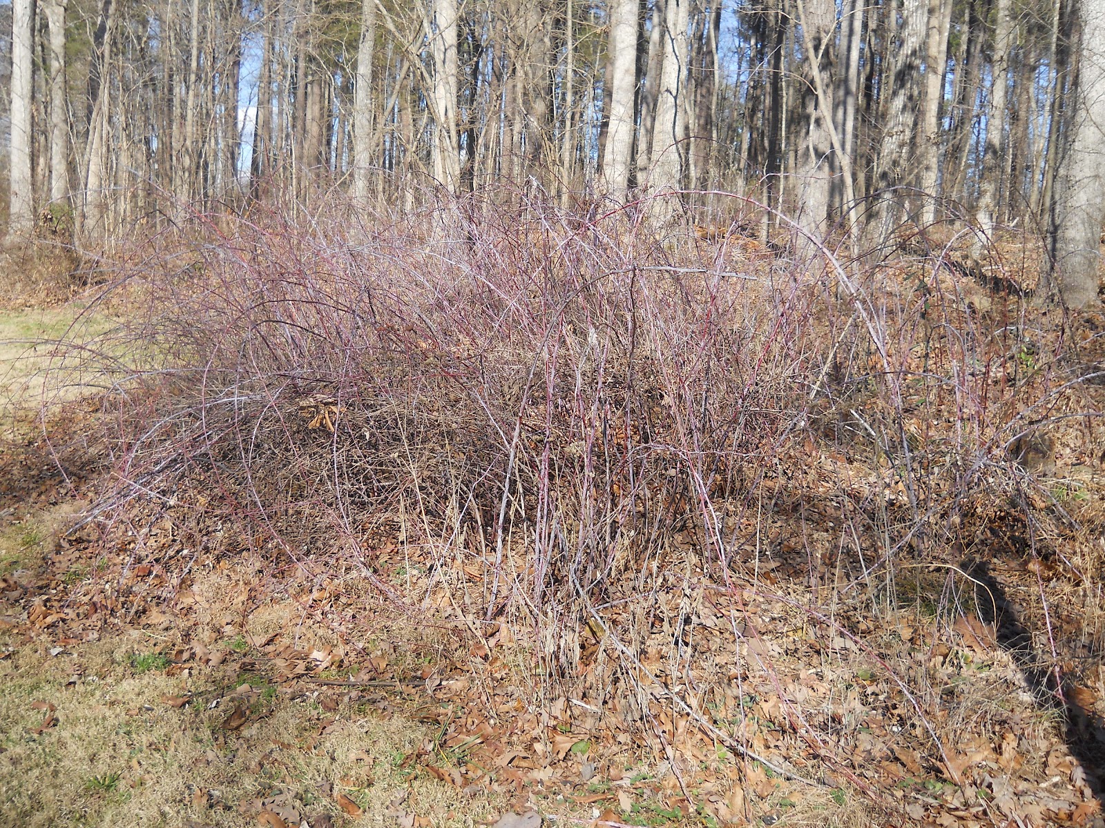 Sue's in the Garden Growing the Groceries: Black Raspberry Clean Up