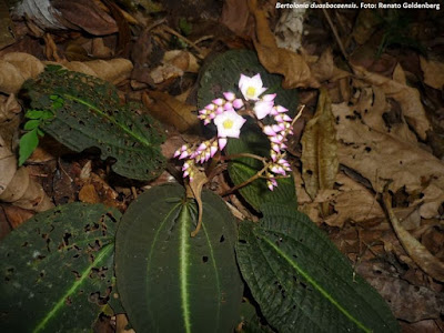 Bertolonia duasbocaensis, planta recém-descoberta na Reserva Ecológica de Duas Bocas, em Cariacica, Espírito Santo. Foto: Renato Goldenberg Bertolonia duasbocaensi, nova espécie de planta descoberta no Espírito Santo, bertolonia macrocalyx, nova espécie de planta descoberta no Brasil, nova espécie, espirito santo, nova espécie de planta é descoberta em cariacica, reserva ecológica duas bocas, Reserva de Duas Bocas, extinção, flora, espécies da flora em extinção