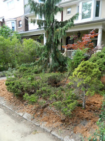 Leslieville Toronto front garden summer cleanup after Paul Jung Gardening Services