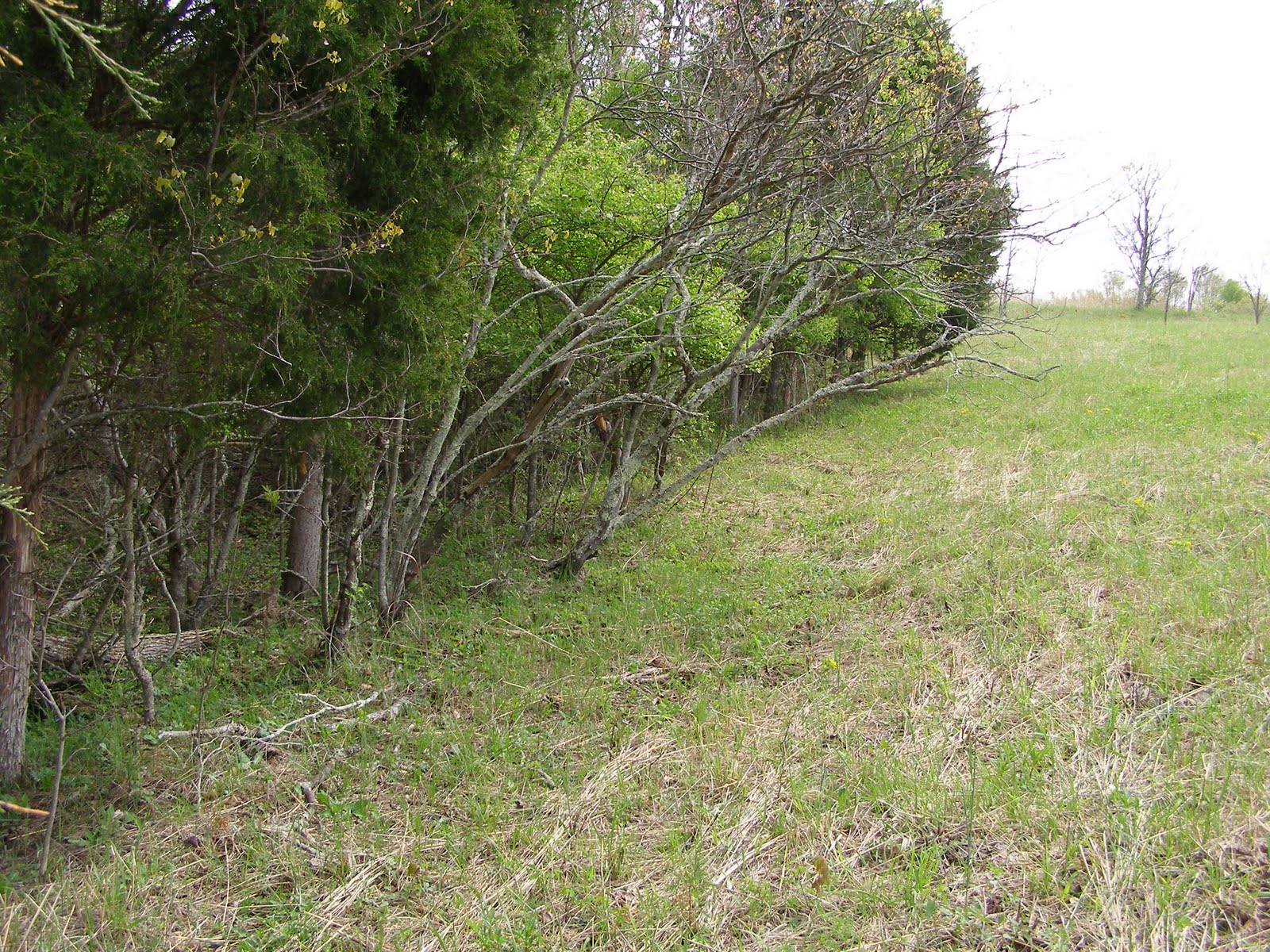 Blue Jay Barrens Field Edge Rose Clearing