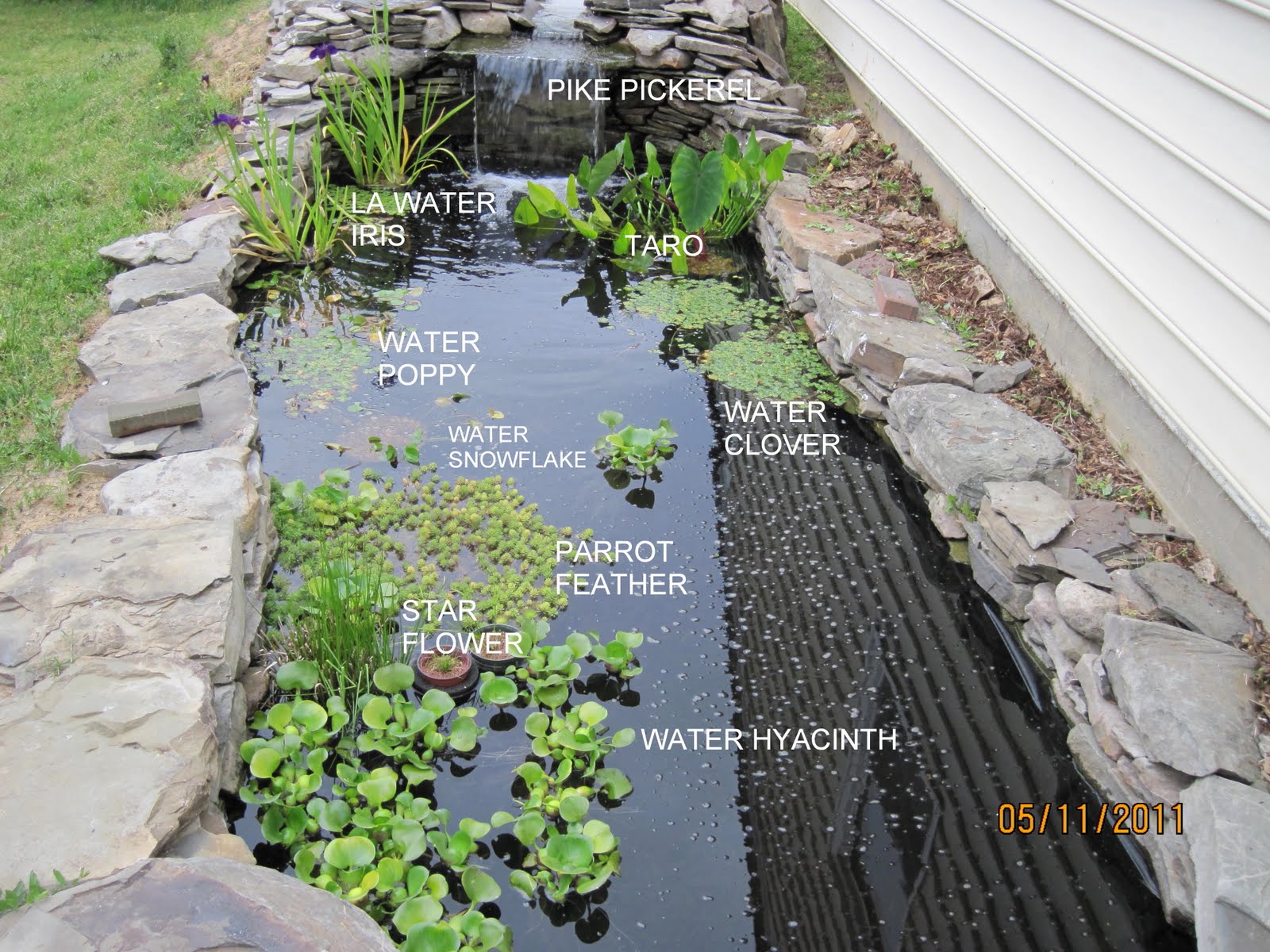 Central Virginia Organic Gardener My pond