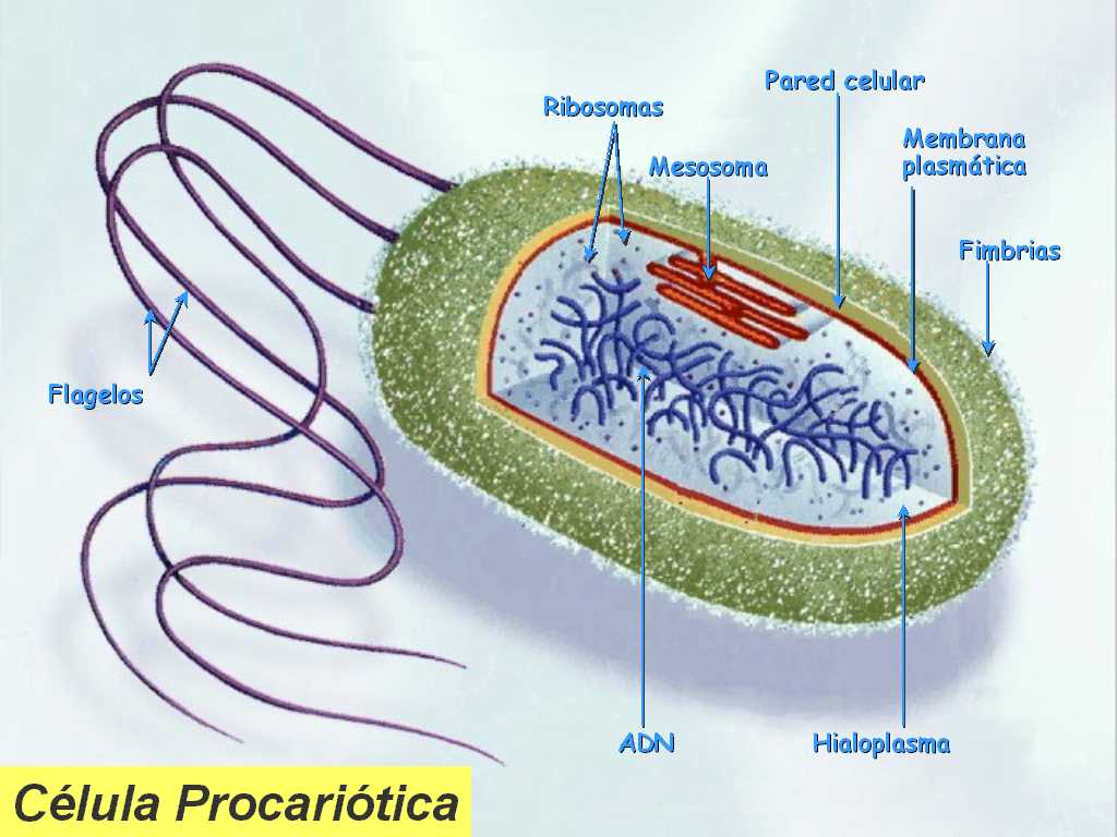 Прокариоты рисунок. Бактерии эукариоты. Прокариотической (бактерии). Клетка прокариот. Строение прокариот.