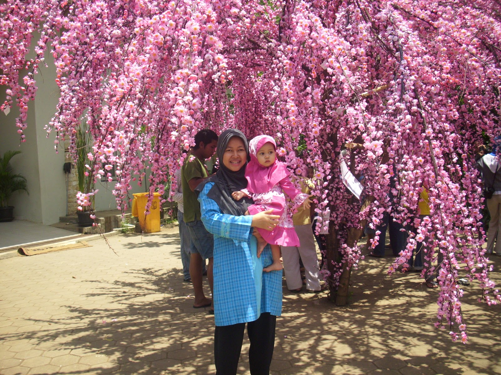 Cherry Blossom Tree Senoji Weblog