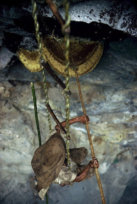 madu lebah bukit