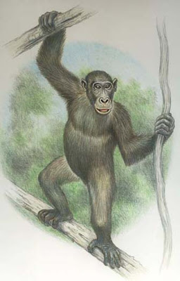 primates del mioceno Morotopithecus