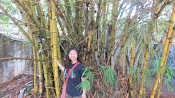 Bamboo and Me