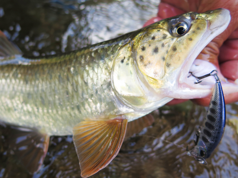 Burmese trout Clearance
