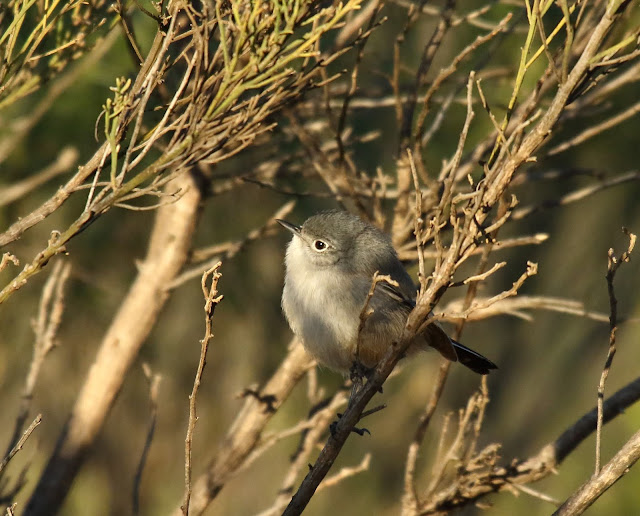 California Gnatcatcher California Gnatcatcher