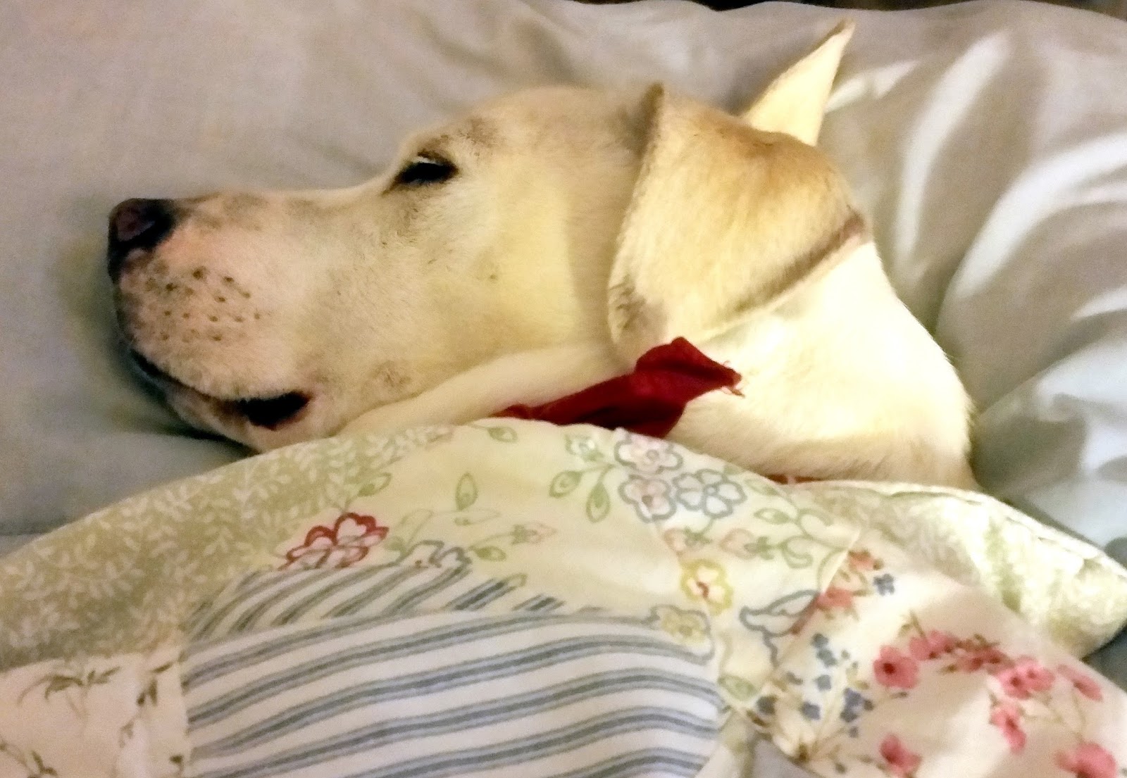 The Cooler Side of My Pillow: Lookin\' Out My Front Door The Cooler Side of My Pillow: Lookin\' Out My Front Door