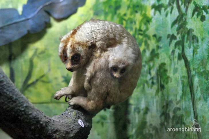 kukang museum zoologi bogor
