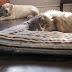Momentos hilários em que os cachorros foram dominados pelos gatos (ou não)