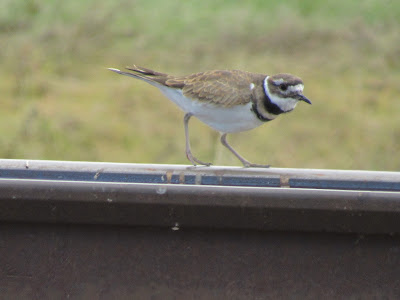 Sacramento National Wildlife Refuge