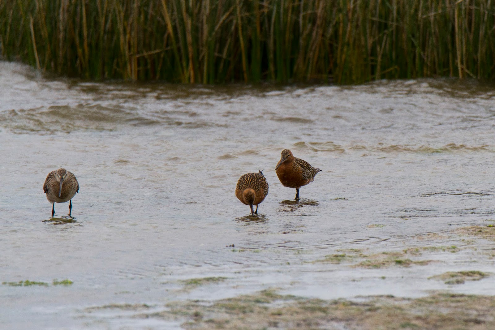 Tico Birder